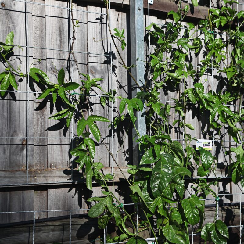 18248 Grip & Grow wall frame lifestyle