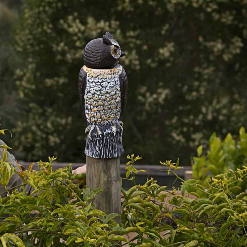 18406 Bobble Head Owl credit: Garden Gurus