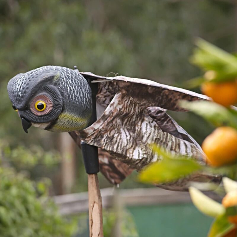 18409 Prowling Owl