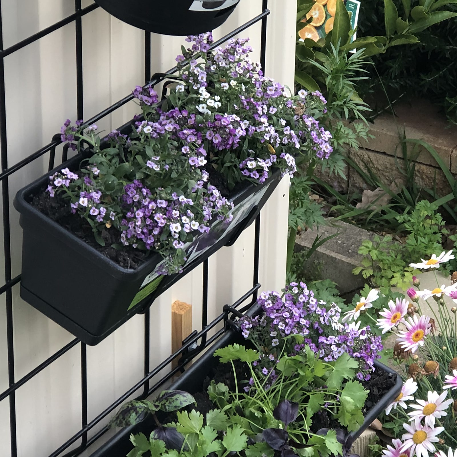 18440-garden-up-herb-pot-charcoal-herkitchengarden-lifestyle2