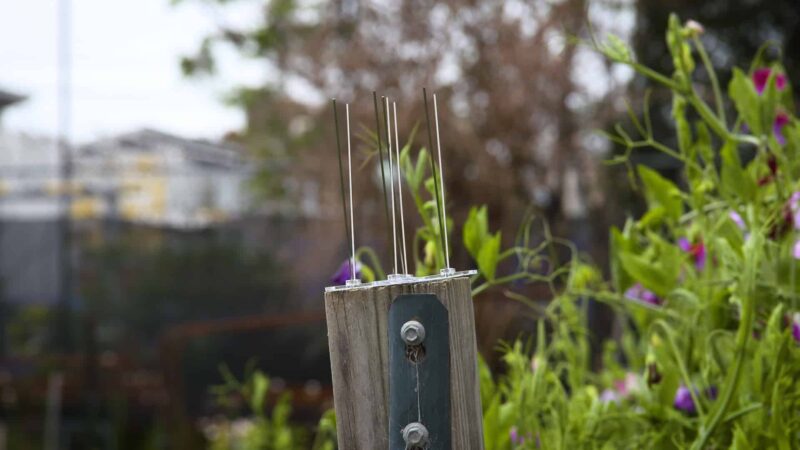 Jack bird cross spikes