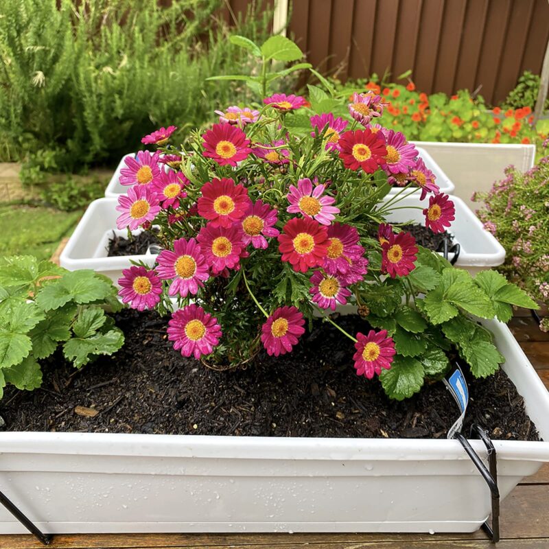 18693 Garden Up classic pot concrete grey lifestyle credit: @herkitchengarden