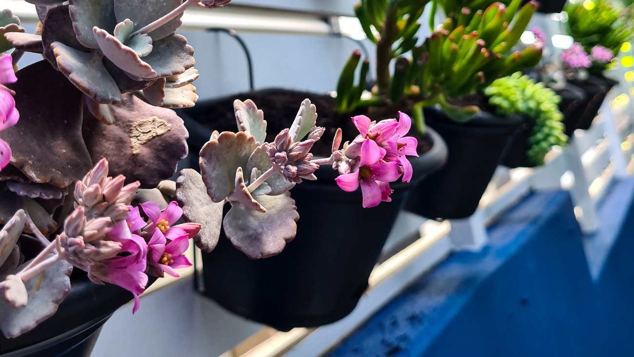 garden-up-terrace-planter-toptiergardening-lifestyle-1