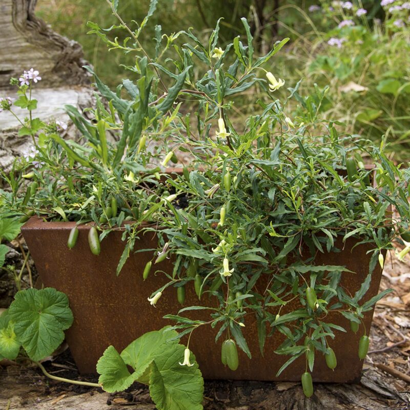 18479 Casa planter lifestyle credit: Pauline R