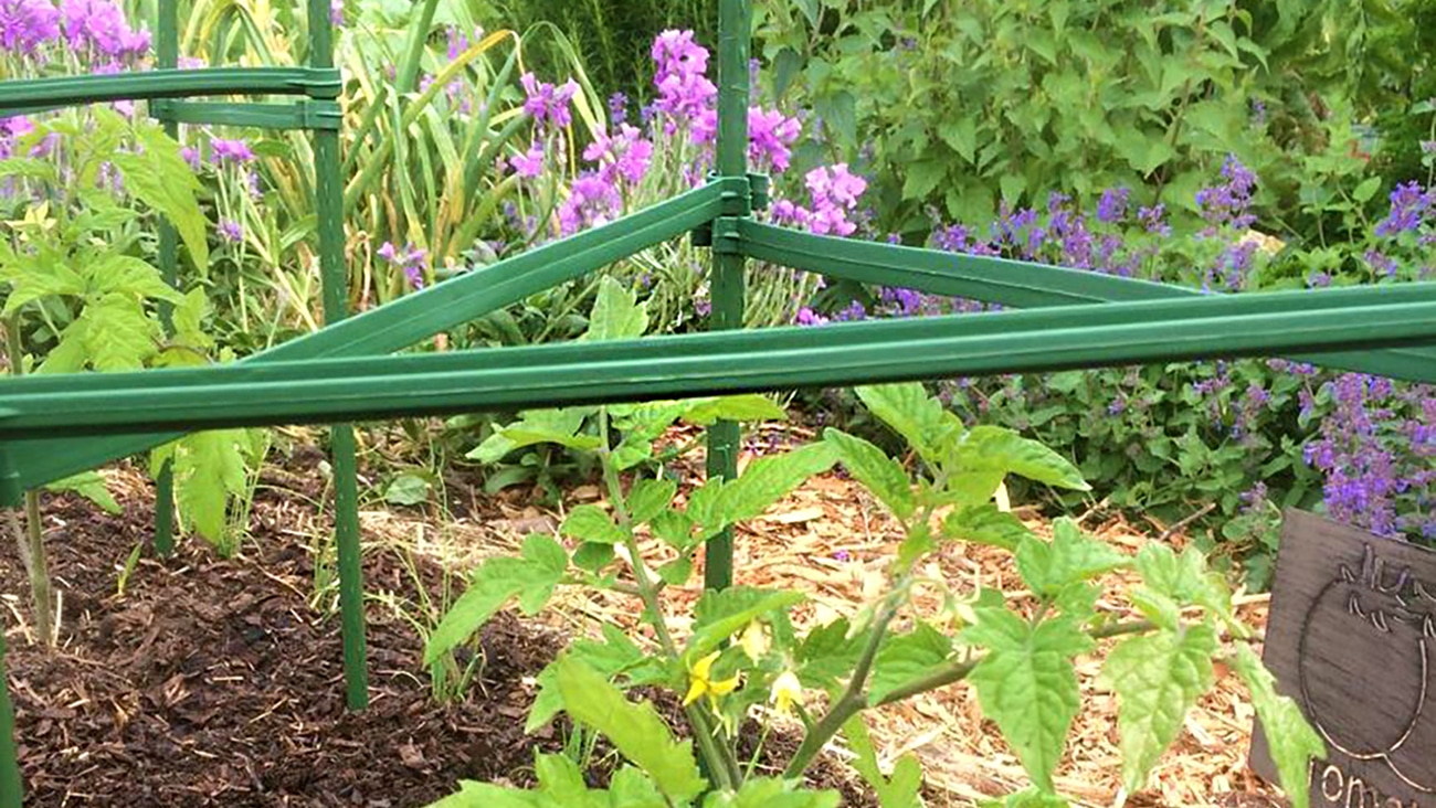 18298-tomato-cage-1.6m-lifestyle2