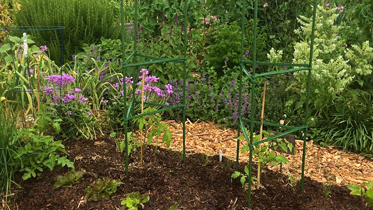 tomato cage