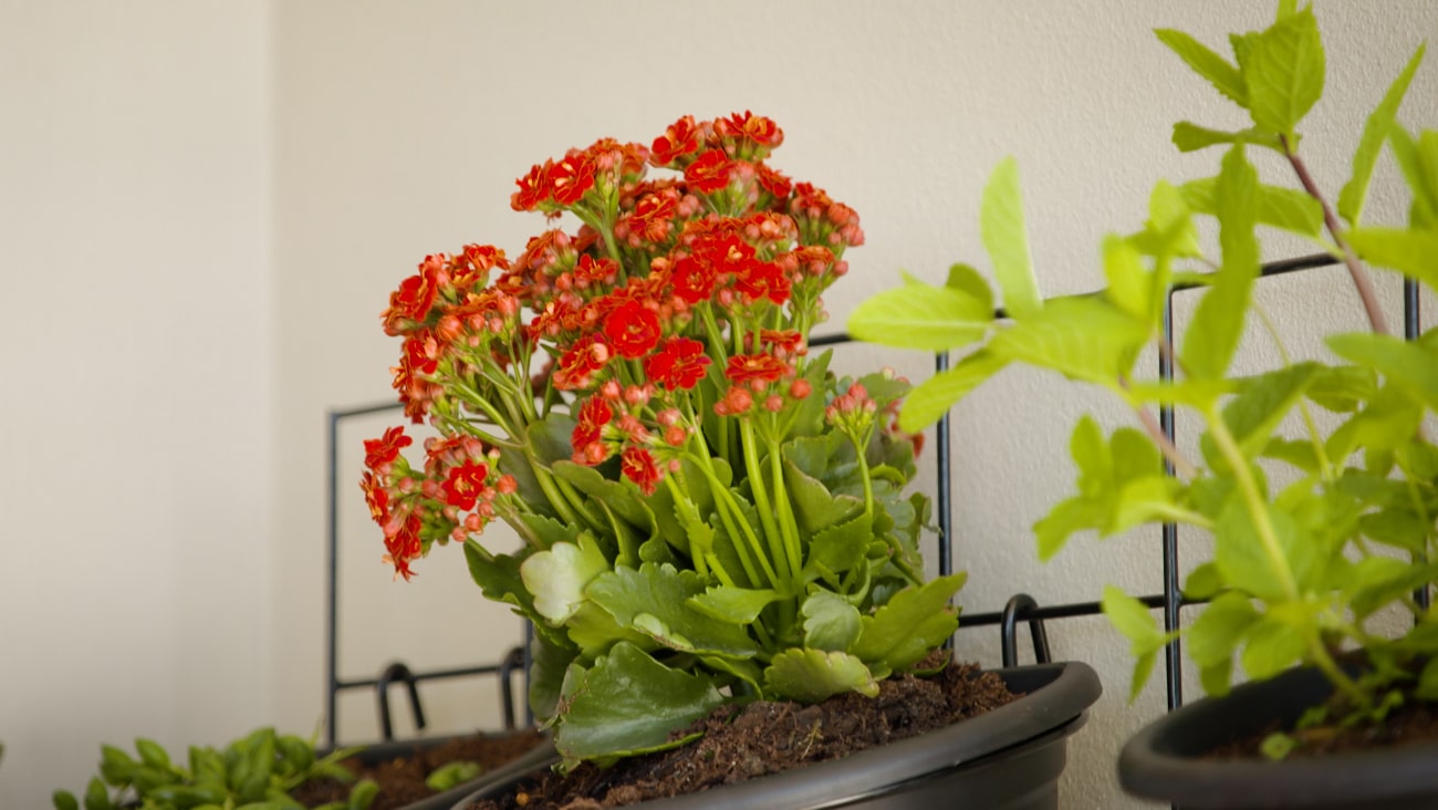 garden-up-mixnmatch-garden-gurus-lifestyle2