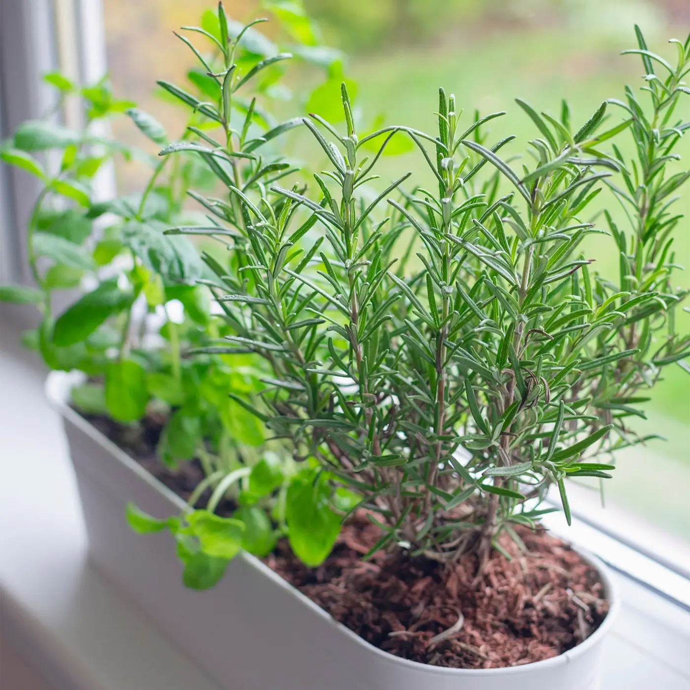 Jack looking after indoor herbs