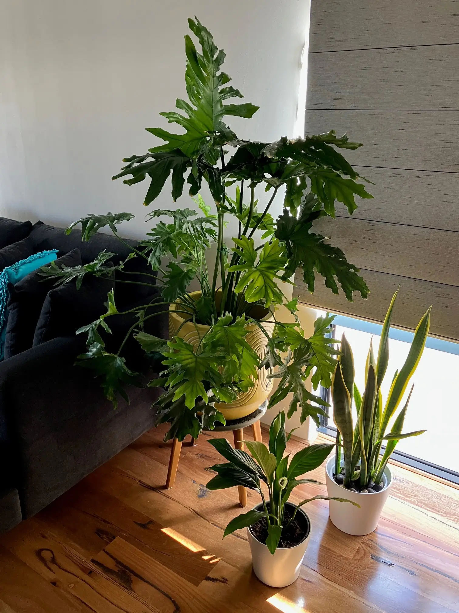 Jack looking after indoor plants easi clips ties monstera
