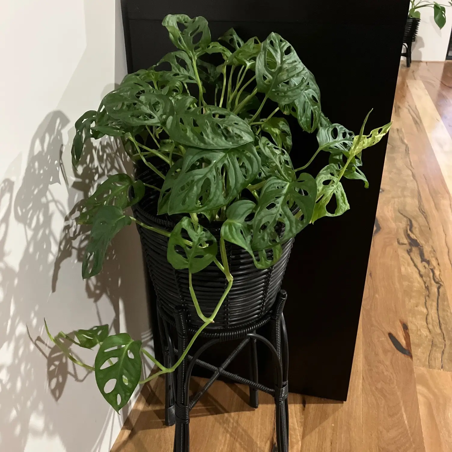 Jack looking after indoor plants orchid clips bamboo stakes swiss cheese