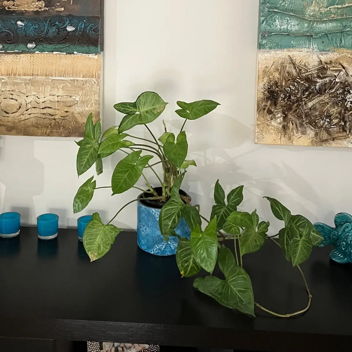 Jack looking after indoor plants orchid clips bamboo stakes syngonium