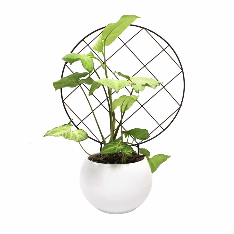 18558 Jack Circular grid trellis