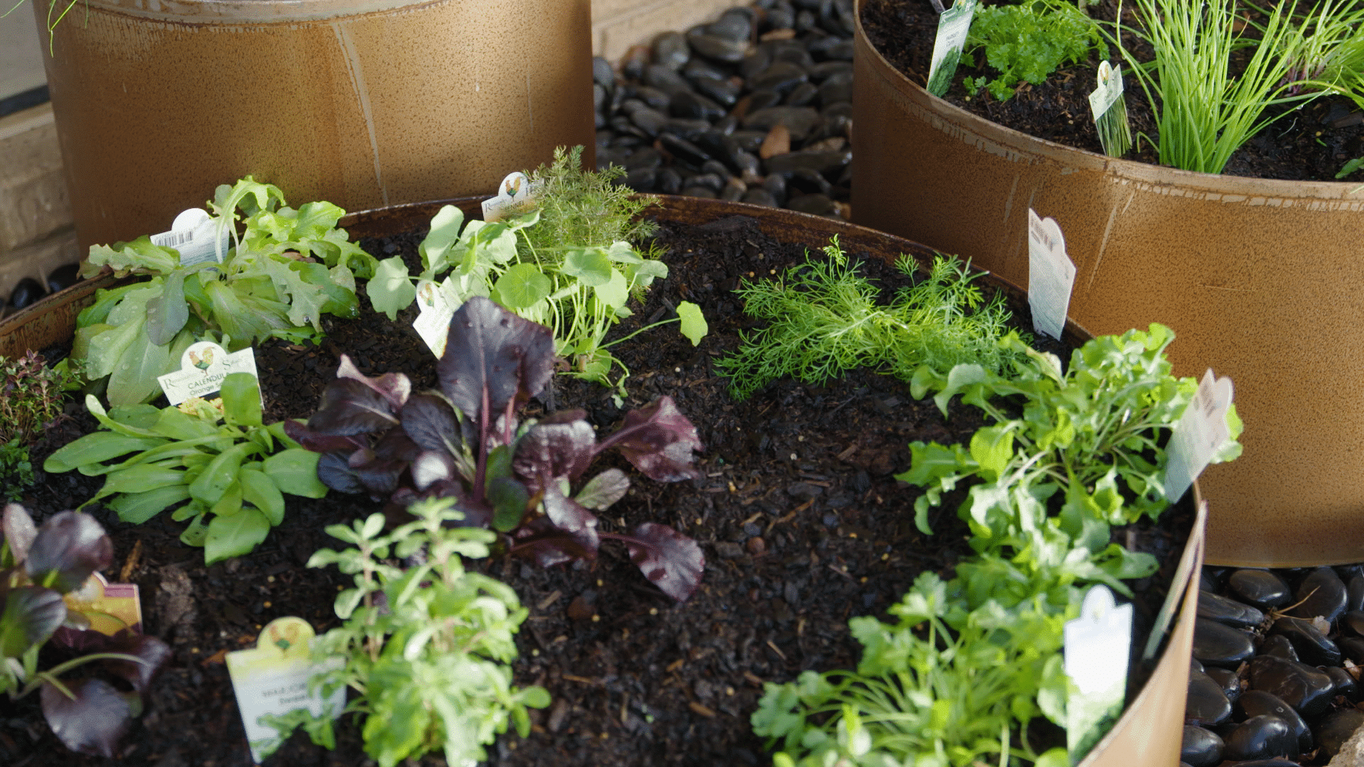 Create your own edible garden