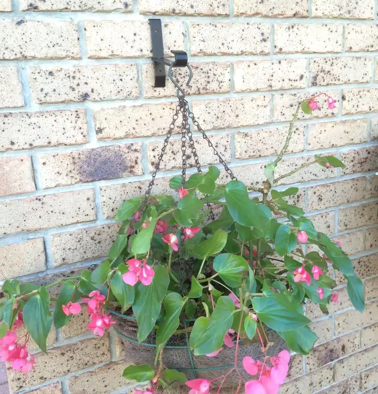 Jack Brick Bracket hanging plants