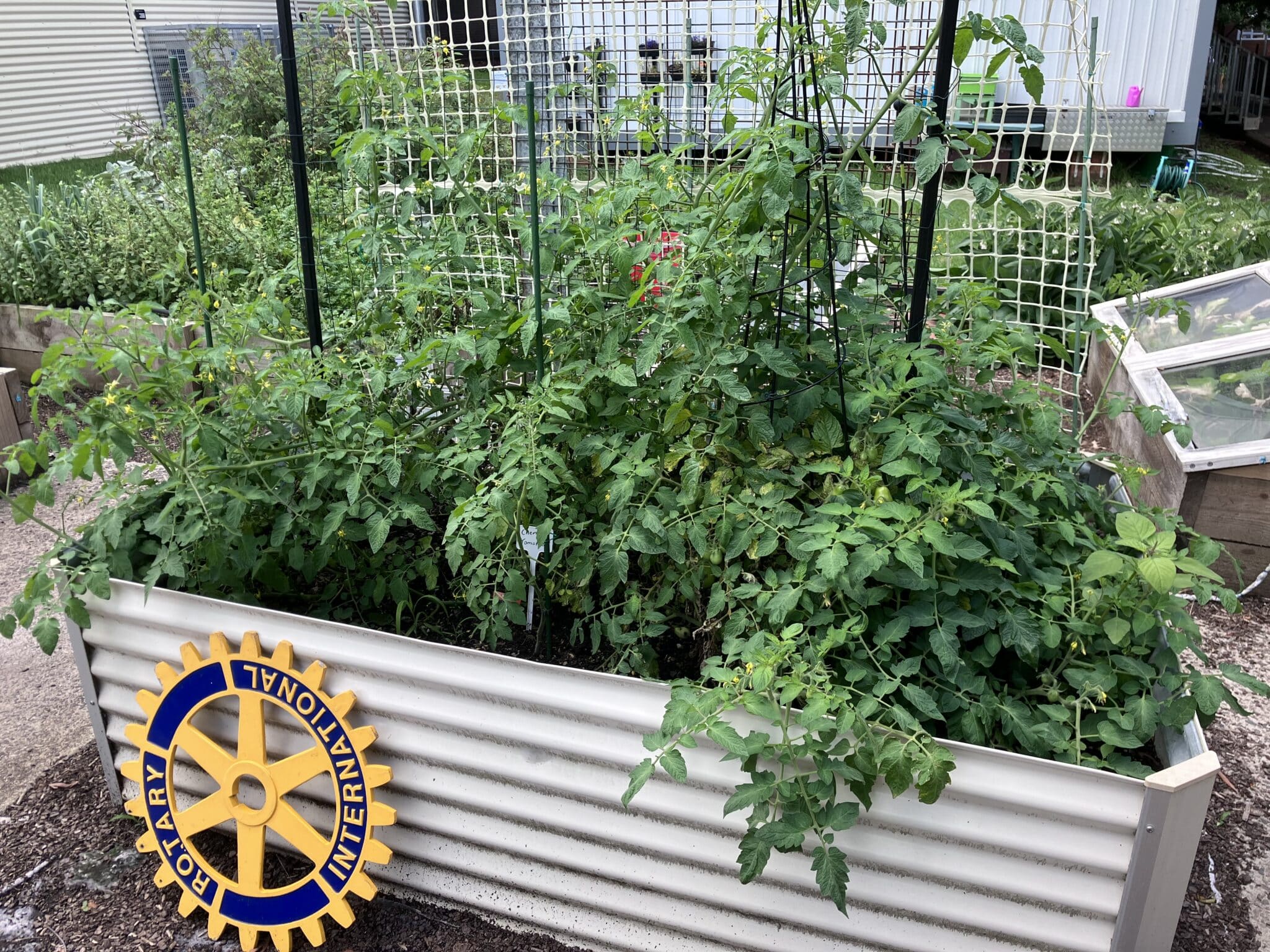 Jack Epping North PS tomato raised garden bed