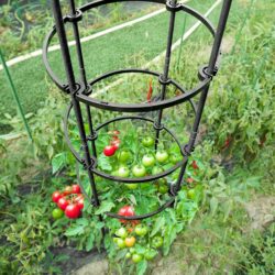 Knock Down Tomato cage