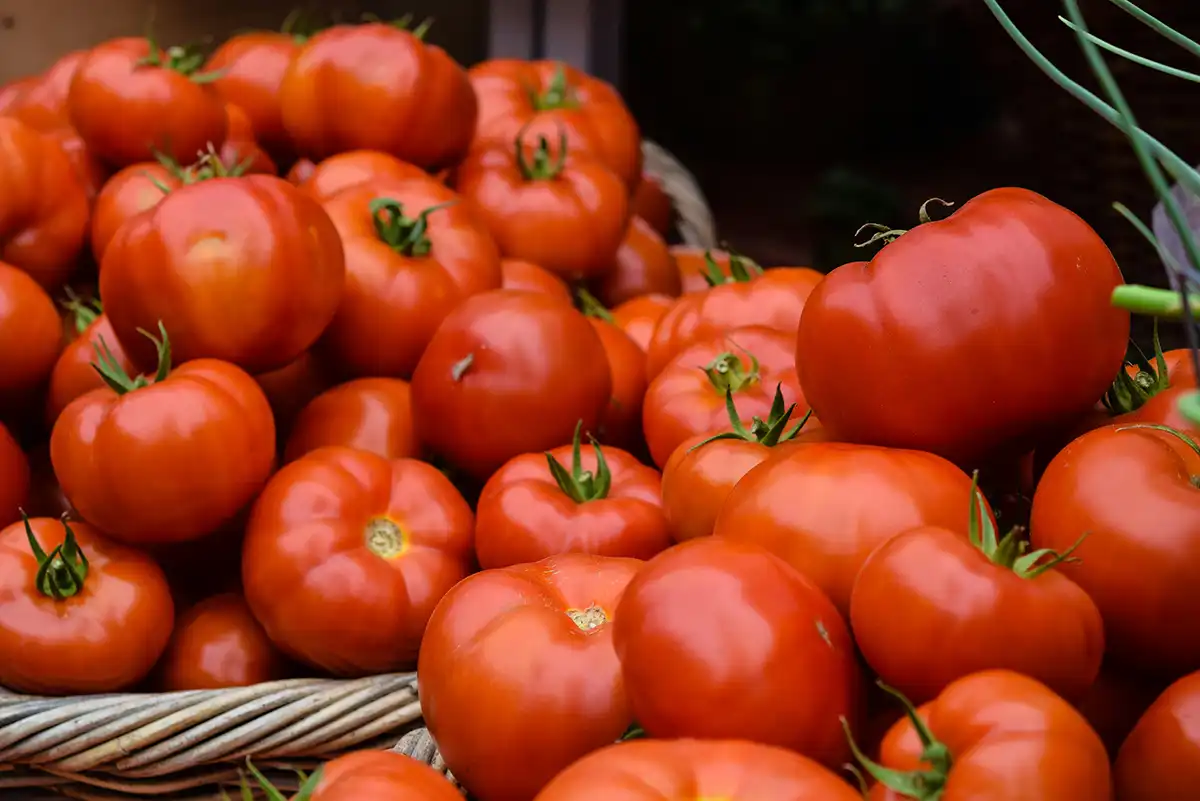 Basket of freshly harvested ripe red tomatoes