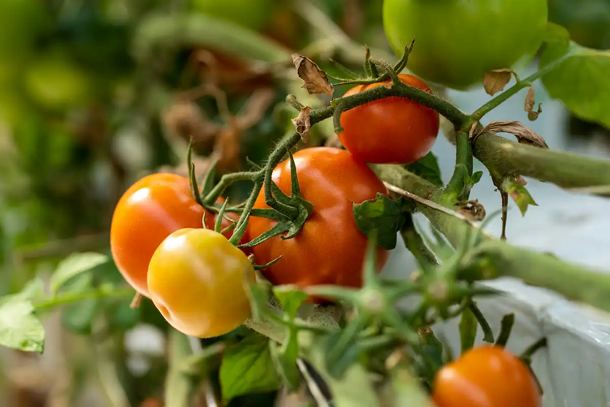 Close-up of red ripe tomatoes freshly harvested