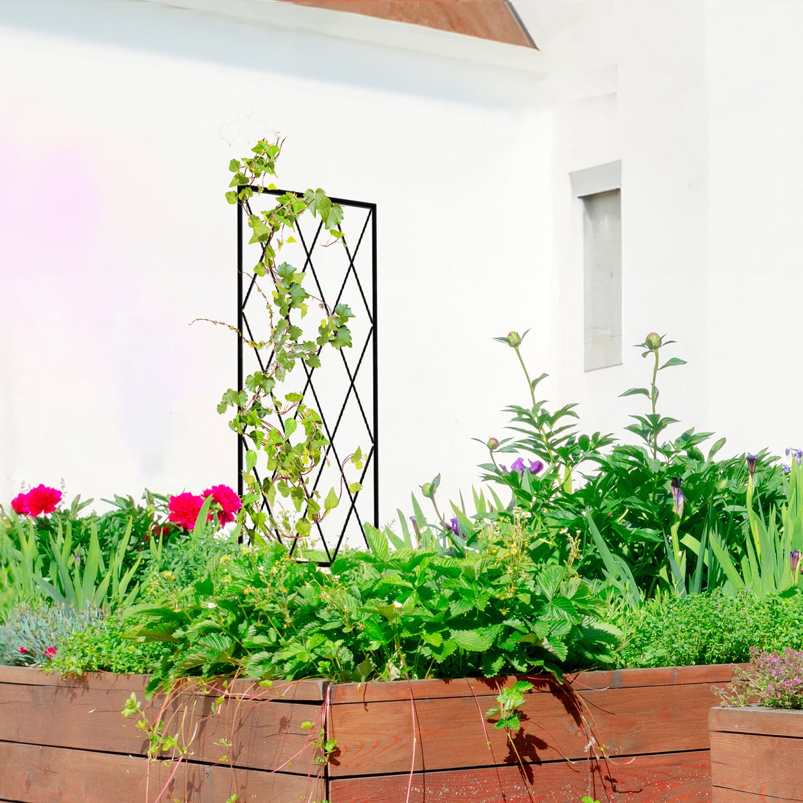Jack's Plant trainer in a Raised Garden bed.